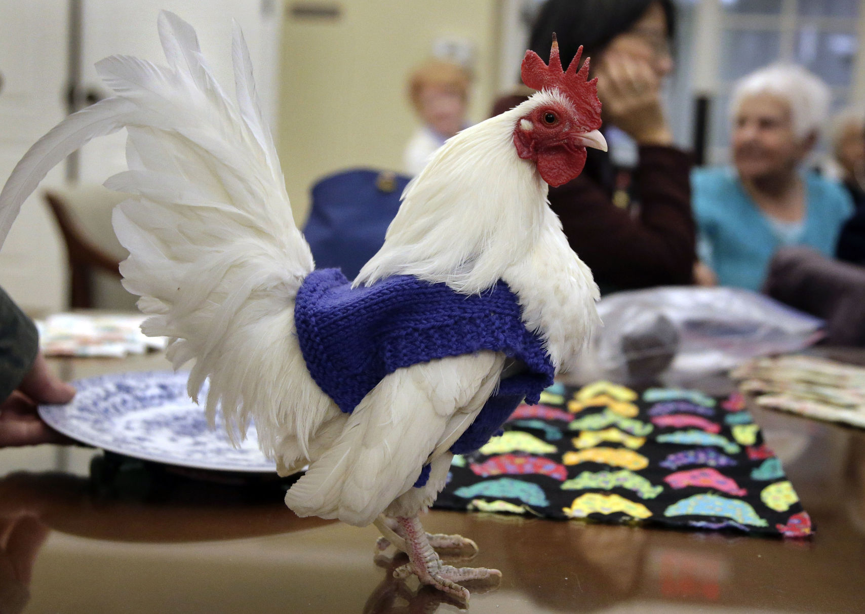 Sweaters for Chickens